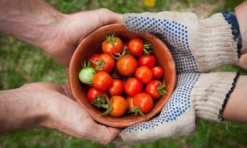 hands holding tomatoes