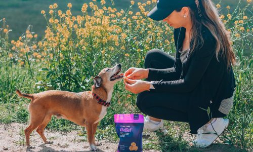 woman feeding dog